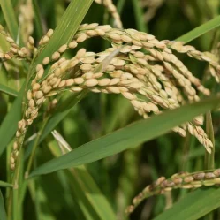 Contrabando de arroz