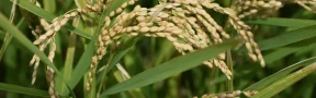 Contrabando de arroz