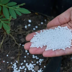 Urea