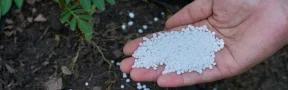 Urea