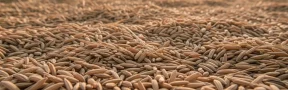 arroz