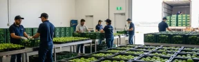 Exportaciones de limón Tahití