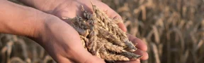 Producción de cereales