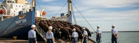 Exportaciones de ganado