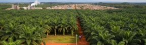 Producción de aceite de palma en Colombia