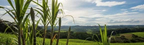caña de azucar en Colombia
