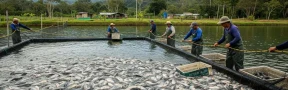 tilapia Colombia