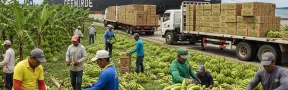 Exportación de banano desde Colombia
