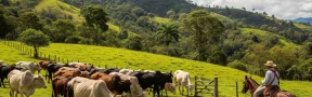 Ganaderia