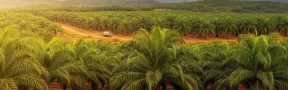 sector palmicultor colombiano