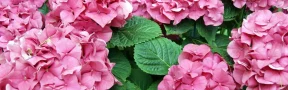Cultivo de hortensia