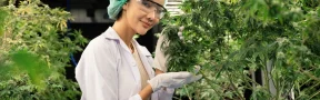 cultivo de cannabis