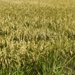 sector arrocero colombiano