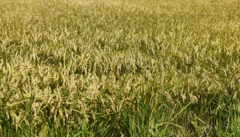 sector arrocero colombiano