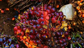 Producción de aceite de palma