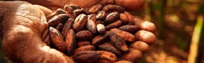 Cacao