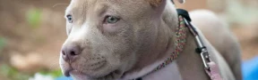 Pitbull