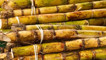 Agroindustria de la caña