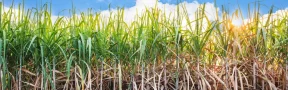cultivo de caña