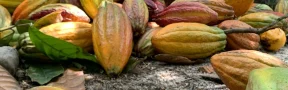 Cacao