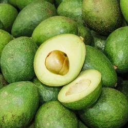 aguacate en Colombia