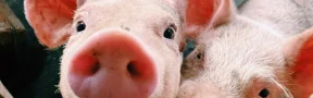 carne de cerdo en Colombia