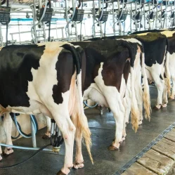 productores de leche en Colombia