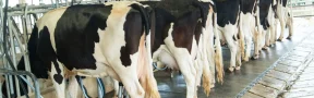 productores de leche en Colombia