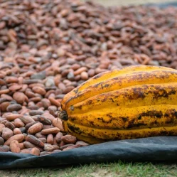 Cacao