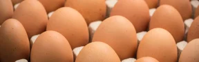 venta de huevos libres de jaula