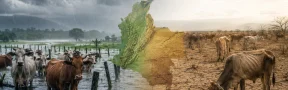 Lluvias y sequía