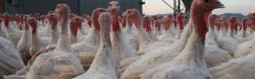 pavo