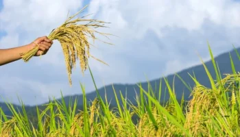 Caida producción arrocera