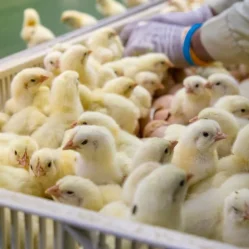 sector avícola colombiano en 2025