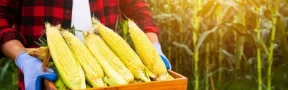 siembra de maíz en Colombia