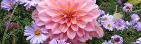 Flores Colombianas: Presentes en Mercados Exóticos