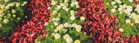 Día de Madres Impulsa la Demanda Internacional de Flores