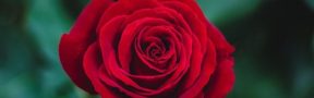 Floricultores Preocupados por Heladas que Podrían Afectar las Exportaciones