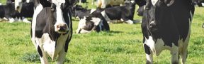 En Tres Semanas del Primer Ciclo Contra la Fiebre Aftosa se han Vacunado 9.4 Millones de Animales