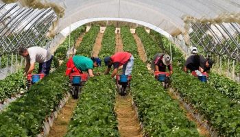 Colombia: La Escasez de Mano de Obra en el Campo y sus Consecuencias
