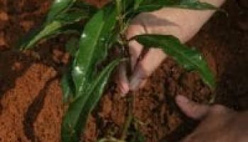 Responsabilidad Ambiental