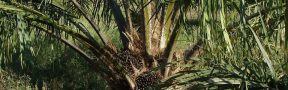 Palma de Aceite Afectada por la Plaga