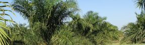 Opiniones en Contra del Cultivo de Palma de Aceite en Guaviare