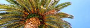 Colombia está en Condiciones de Aumentar el Porcentaje de Aceite de Palma en el Biodiésel a B20