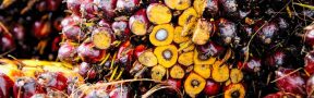 La Creciente Importancia de la Palma de Aceite en Marialabaja