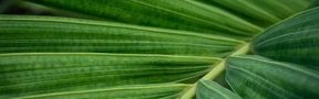 Producción de Aceite de Palma Creció 9% en el 2021
