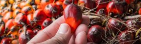 Colombia se Posiciona con la Cuarta Mayor Producción de Aceite de Palma Crudo en el Mundo