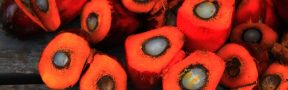 Producción de Aceite de Palma Crece en Medio de la Pandemia