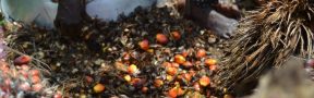 Aceite de Palma se Torna Esencial Durante la Pandemia