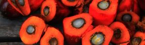Seguridad y Vías: Retos de la Palma de Aceite para 2020
